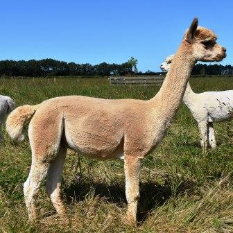 picture of alpaca 'Aurelia'